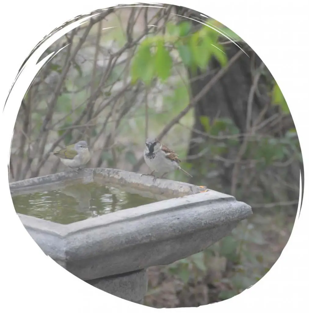 Amenities include bird watching at the bird bath at Sky Story Bed & Breakfast