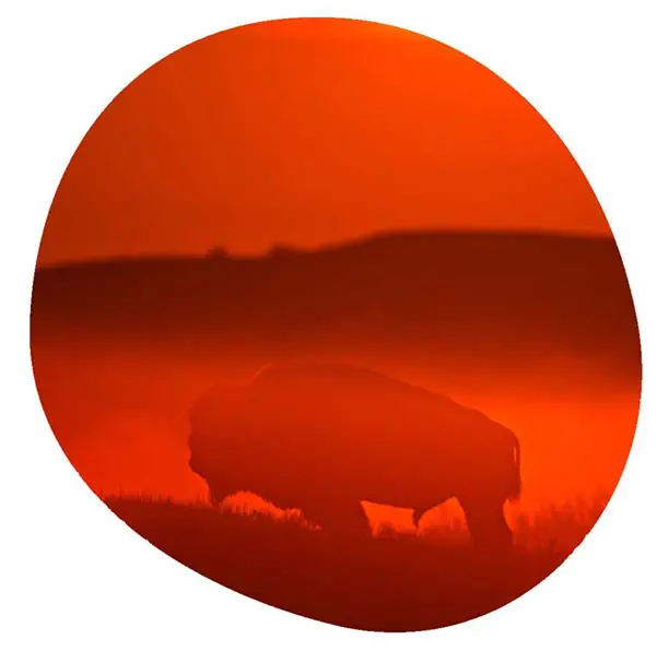 Bison at sunset in Grasslans National Park - Photo by James R Page