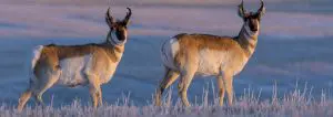 Pronghorn Antelope - Photo by James R. Page