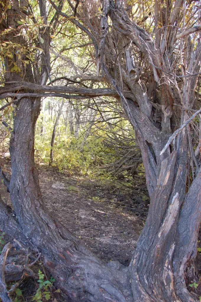 Stepping Through the Portal of Self Inquiry