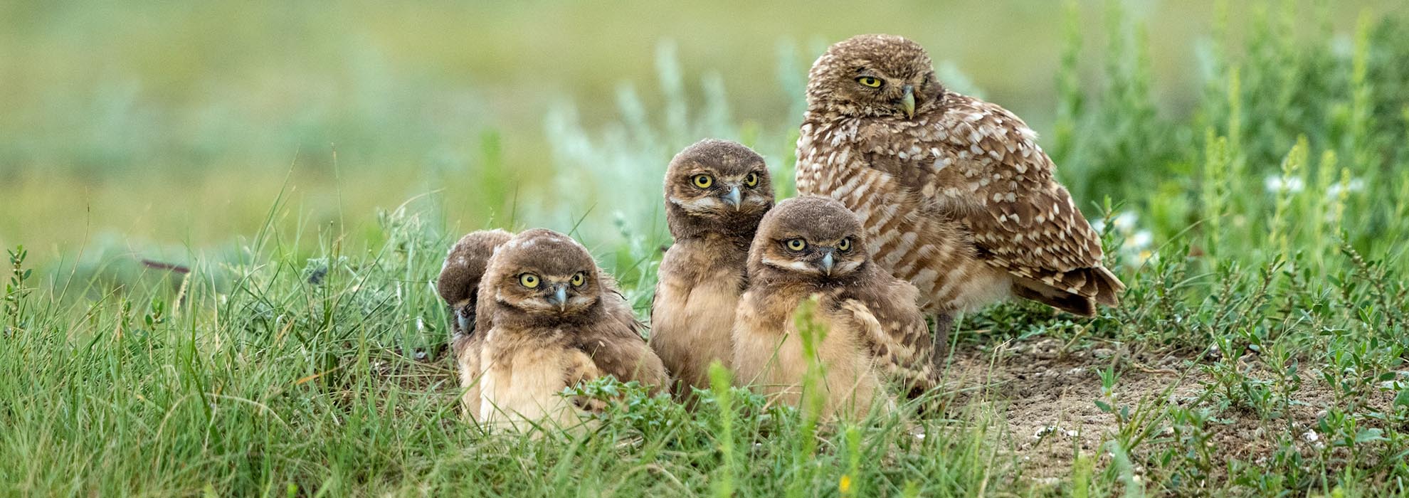 Burrowing Owls in Grasslands National Park - Photo by James R Page