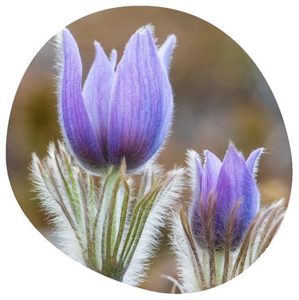 Wild Crocuses in Grasslands National Park - Photo by James R Page