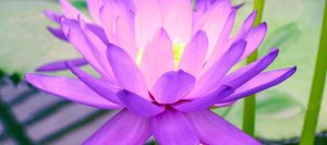 Discover your inner lotus at the Cactus and Lotus Wellness Retreat in Grasslands