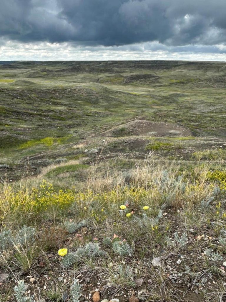 Grassland National Park, 2025 Photo: Diana Chabros