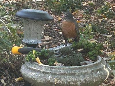 Robin at Sky Story B & B. Photo: Diana Chabros