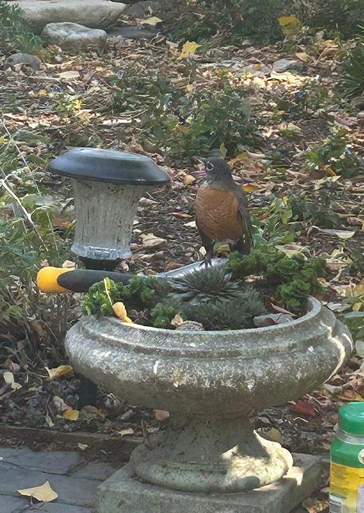Robin at Sky Story B & B. Photo: Diana Chabros